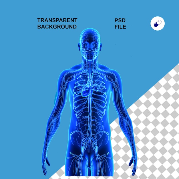 Anatomie du corps et radiographie sur fond isolé transparent