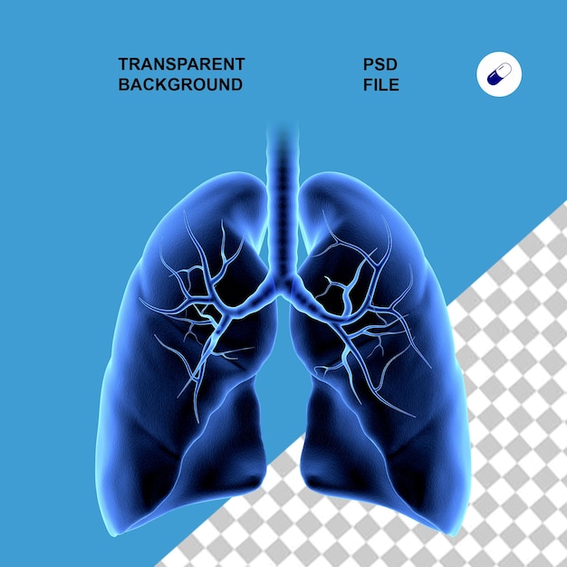 Anatomie du corps et radiographie sur fond isolé transparent