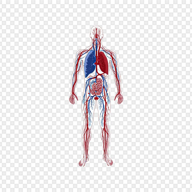 PSD l'anatomie du système circulatoire humain isolée sur un fond transparent