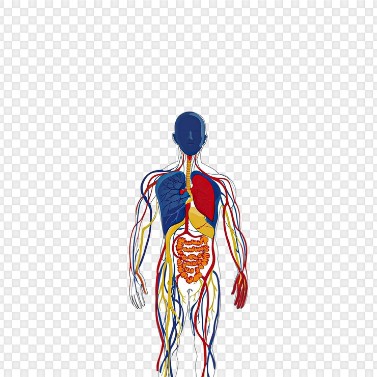 PSD l'anatomie du système circulatoire humain isolée sur un fond transparent