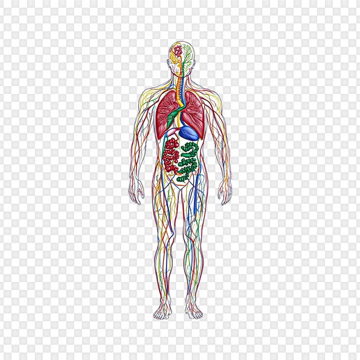 PSD l'anatomie du système circulatoire humain isolée sur un fond transparent