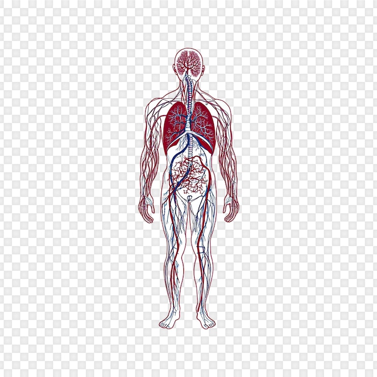 PSD l'anatomie du système circulatoire humain isolée sur un fond transparent