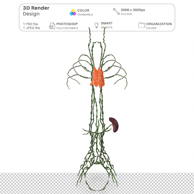 PSD anatomie du système lymphatique du torse humain modélisation 3d du fichier psd anatomie humaine réaliste