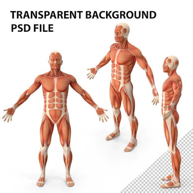 PSD anatomie du système musculaire masculin png
