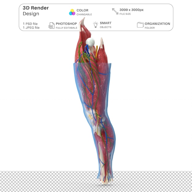 PSD anatomie humaine du genou modélisation 3d du fichier psd anatomie humaine réaliste