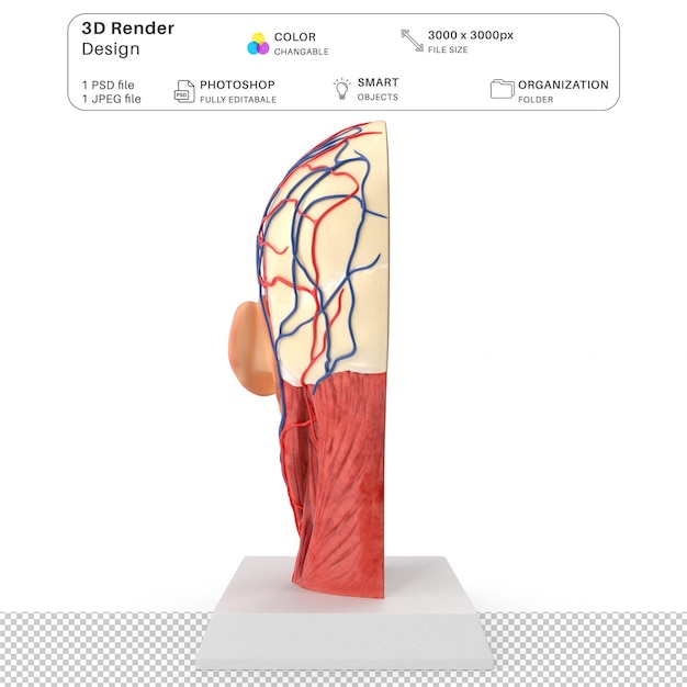 PSD anatomie de la tête humaine modélisation 3d du fichier psd anatomie humaine réaliste