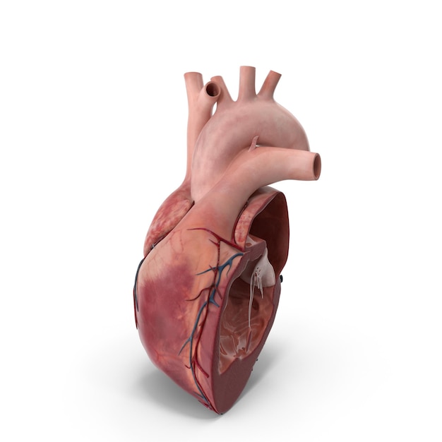 Anatomisches Modell des menschlichen Herzens