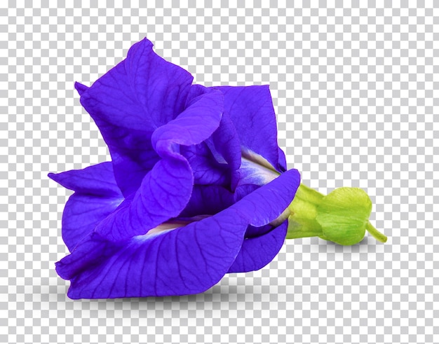 Anchan Blumen isoliert