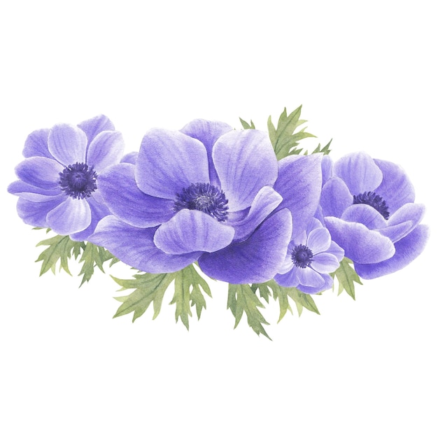 Anémona e dahlia clipart de flores coloridas