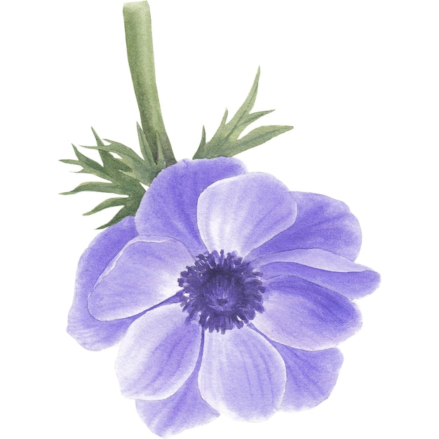 Anémona e dahlia clipart de flores coloridas