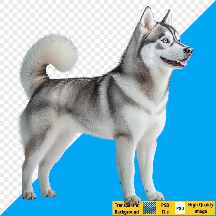 PSD animais de fundo transparente psd vida selvagem transparente png animais domésticos transparentes
