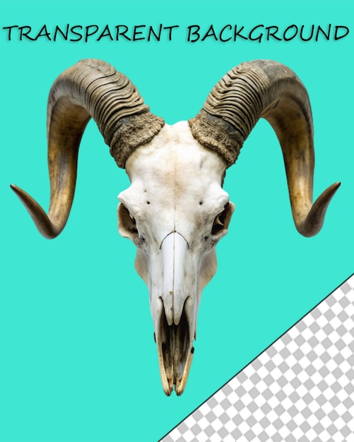 PSD animais selvagens elemento decorativo do crânio de cabra de montanha com chifres