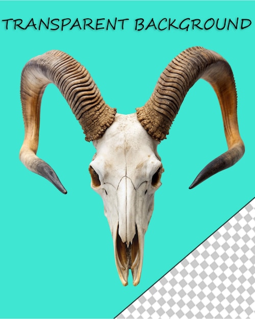 PSD animais selvagens elemento decorativo do crânio de cabra de montanha com chifres