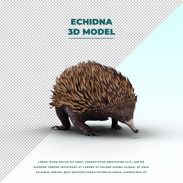 PSD animal bonito echidna