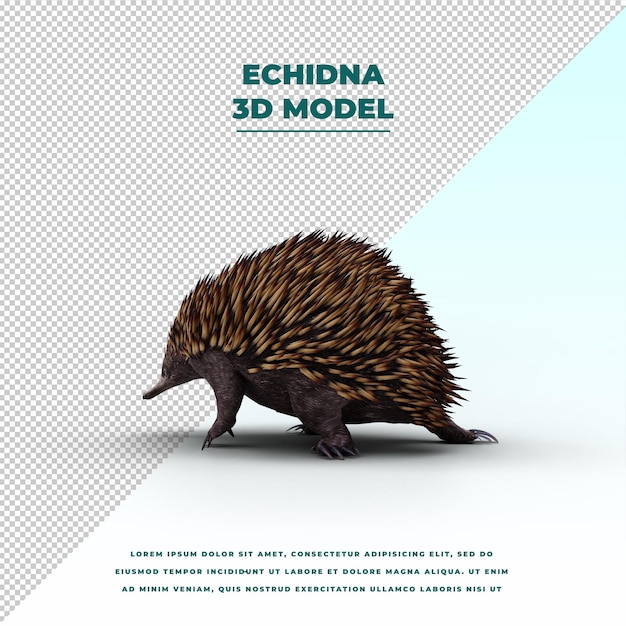 PSD animal bonito echidna