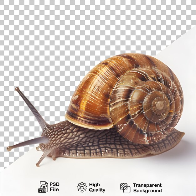 PSD animal caracol sobre un fondo transparente