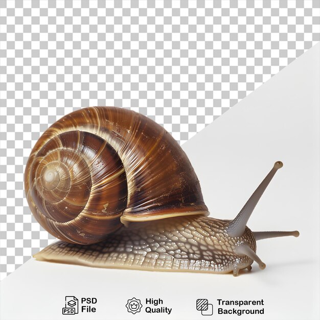 PSD animal d'escargot sur un fond transparent