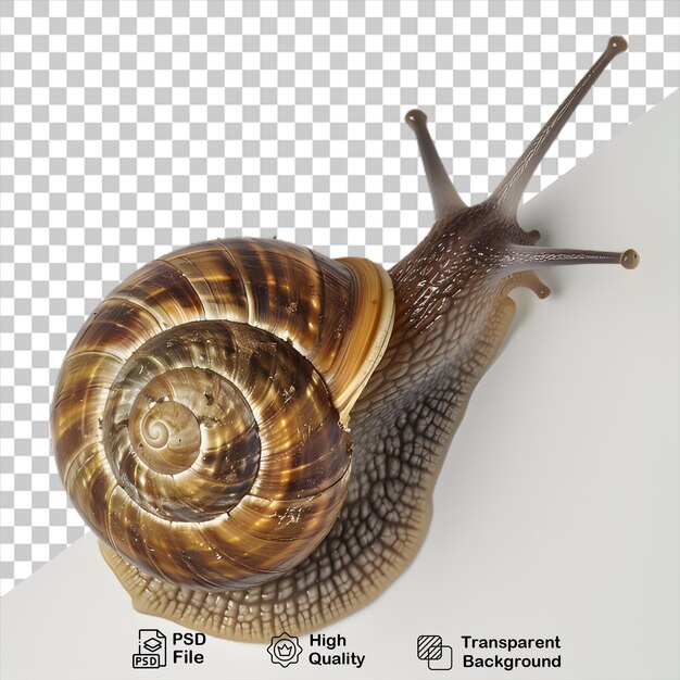 PSD animal d'escargot sur un fond transparent