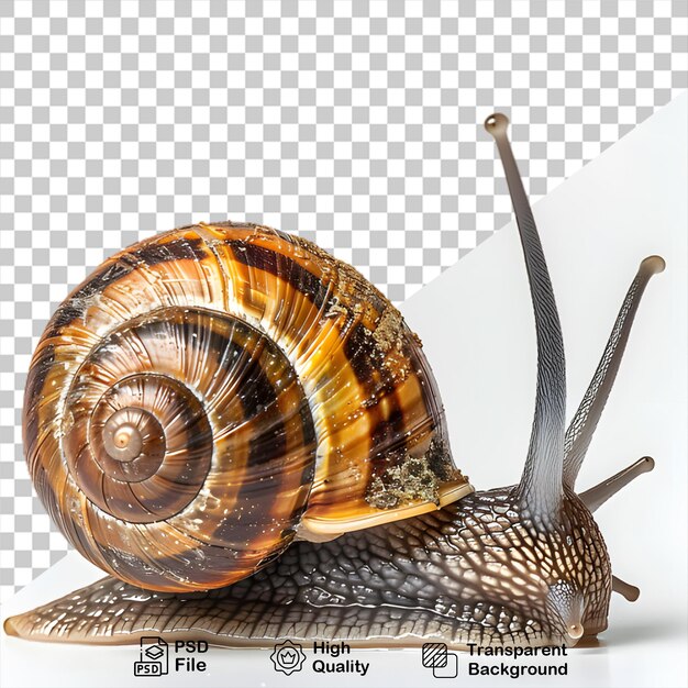 PSD animal d'escargot sur un fond transparent