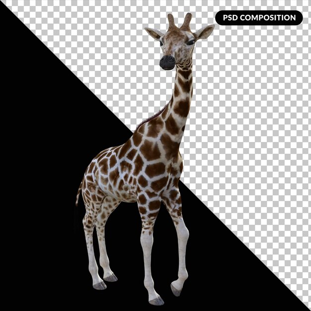 PSD animal girafa isolado 3d