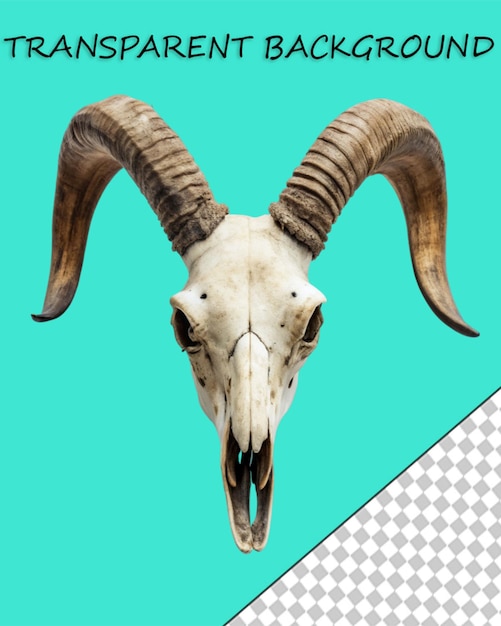 PSD animaux sauvages élément décoratif du crâne de chèvre de montagne avec des cornes