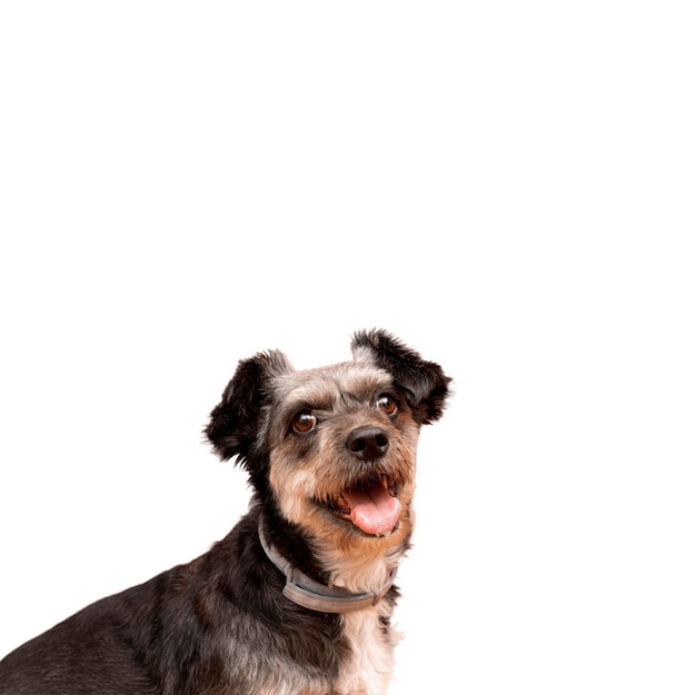 Ansicht des entzückenden Schoßhundes