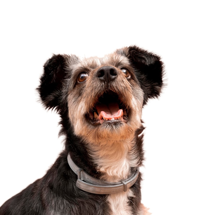 PSD ansicht des entzückenden schoßhundes