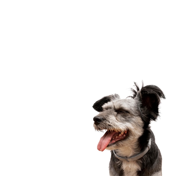 PSD ansicht des entzückenden schoßhundes