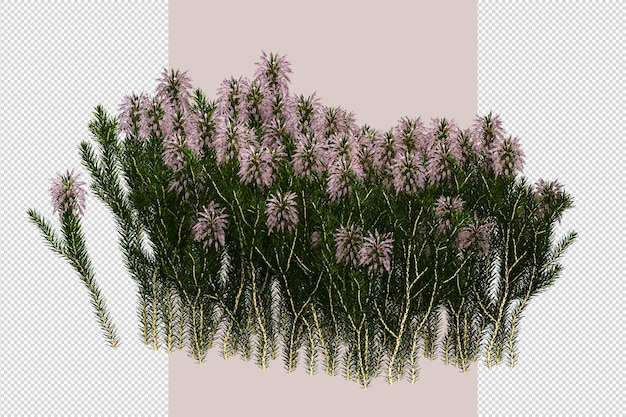Ansicht von oben Blumen in 3D-Rendering isoliert