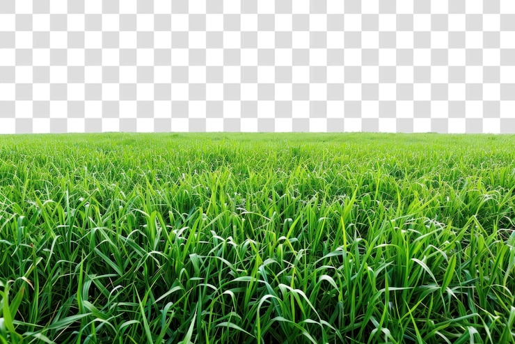 PSD los antecedentes de la agricultura verde de campo de png
