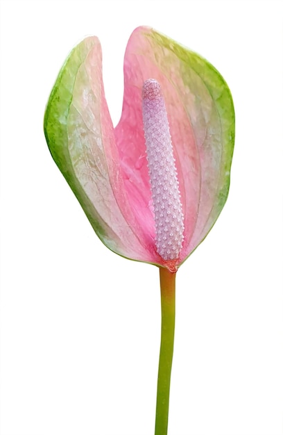 Anthurium tailflower flamingo flor laceleaf aislado transparente png y archivo psd