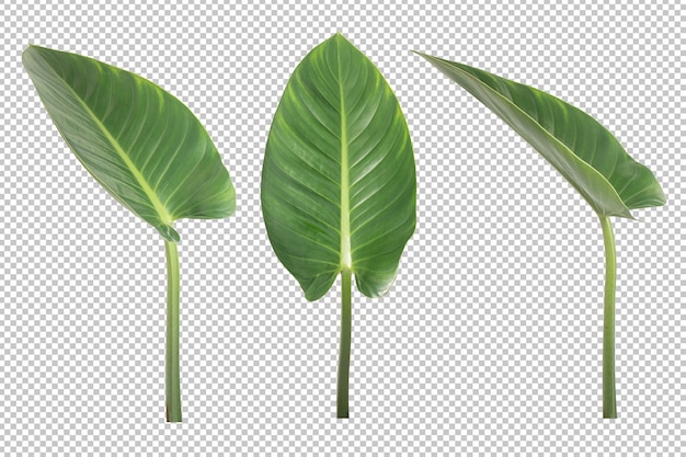 Anthurium Veitchii hojas aisladas. Objeto de planta ornamental