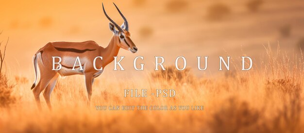 Antilope Springbok Dans Les Endroits Arides