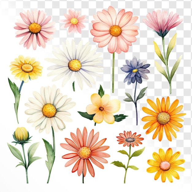 PSD aquarela clipart floral minimalista margarida isolado fundo transparente