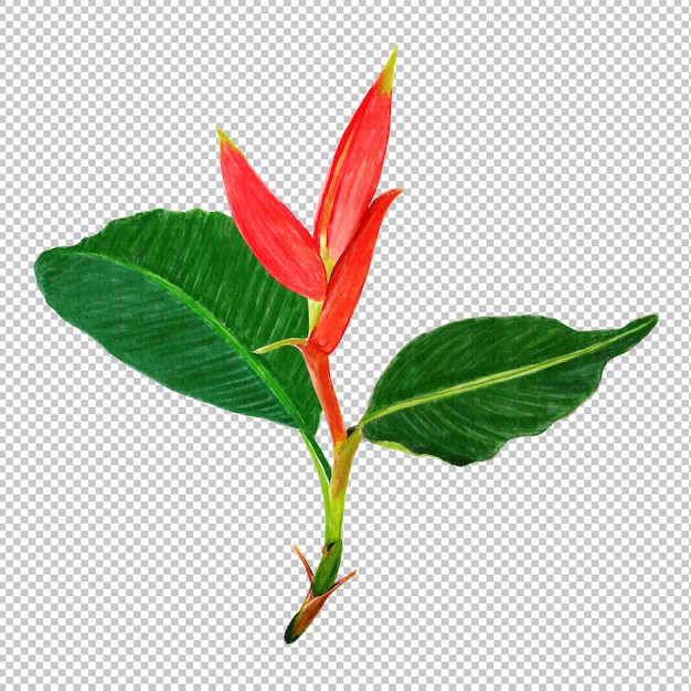 Aquarela de flor Musella