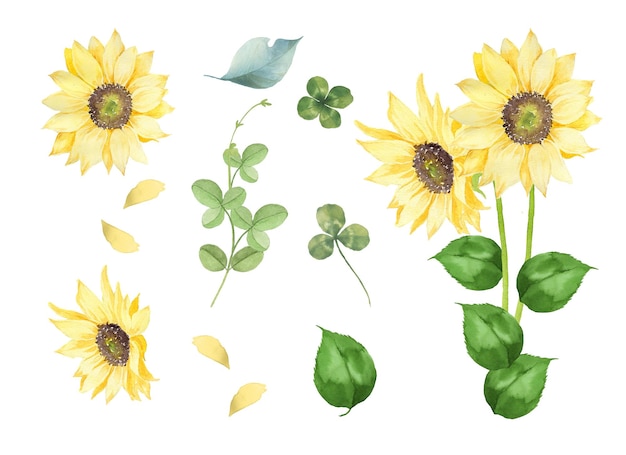 Aquarela de girassol e elementos de folhas verdes