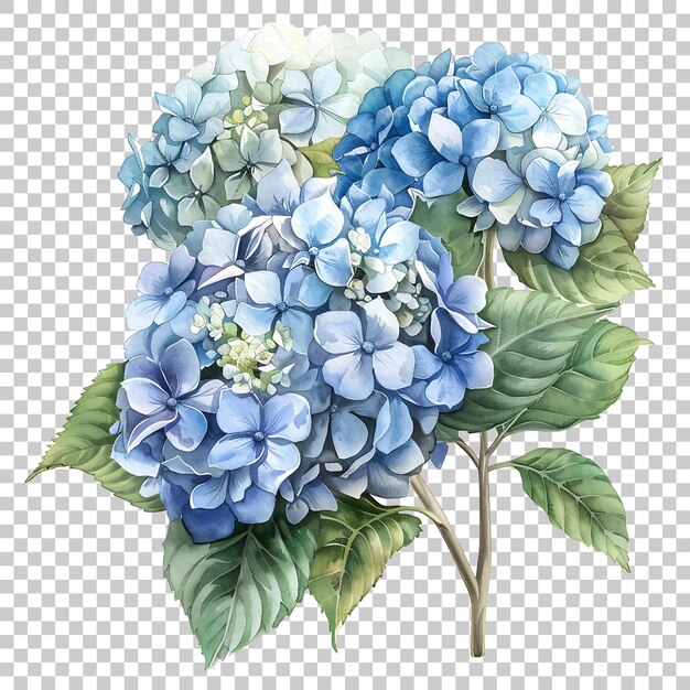 PSD aquarela de hortênsias png com fundo transparente