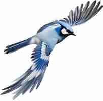 PSD aquarela de um clipart de um pássaro blue jay