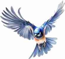PSD aquarela de um clipart de um pássaro blue jay