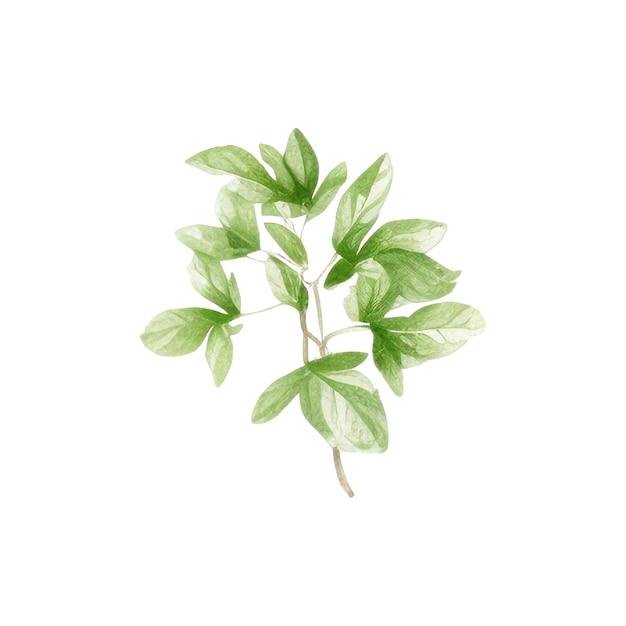 Aquarela de hierbas frescas Ilustración de hierbas de cocina aisladas