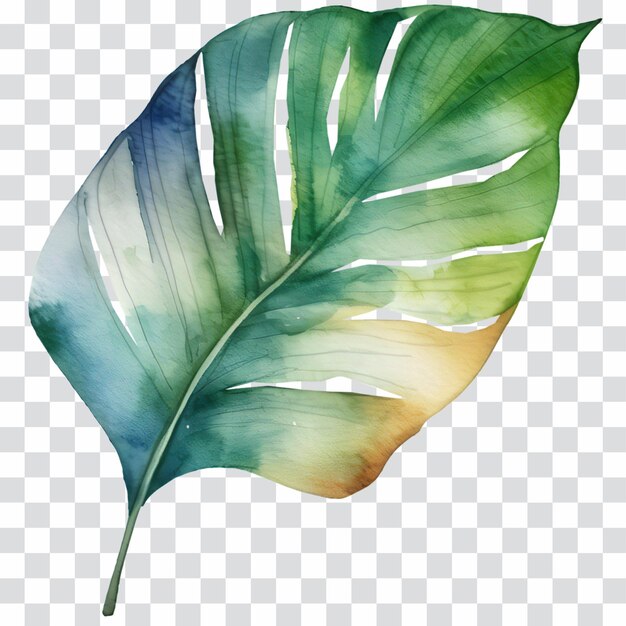PSD aquarela de hoja de planta tropical dibujada a mano aislada en transparente
