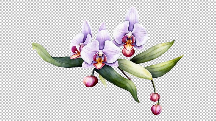 PSD aquarela orquídea aislada sobre un fondo transparente ilustración floral elementos png
