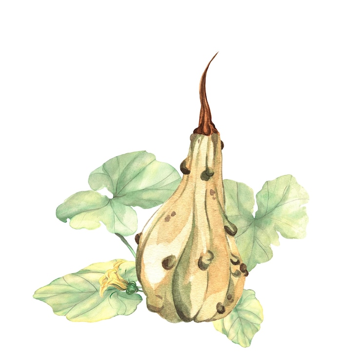 PSD aquarela pintada abóbora verde com folhas e flores abóbora de outono padrão de outono