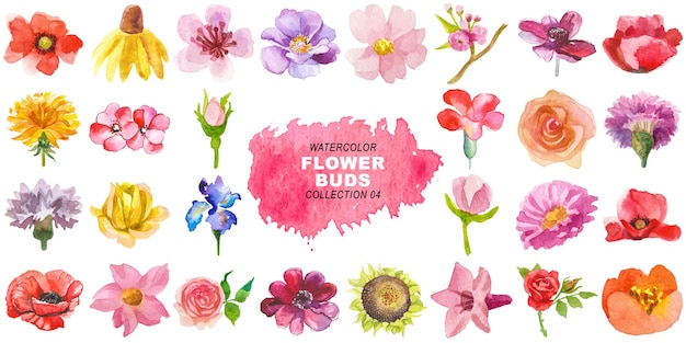 Aquarela pintada com botões de flores clipart Elementos desenhados à mão isolados em fundo transparente