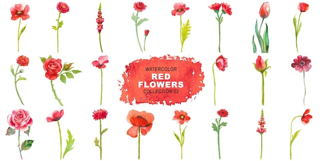 Aquarela pintada con flores rojas clipart Elementos florales dibujados a mano aislados sobre un fondo transparente