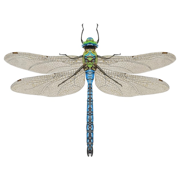 PSD aquarela realista libélula anax emperador azul aislado detallado