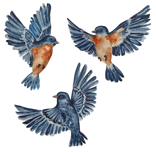 Aquarela voando pássaro azul isolado no fundo branco