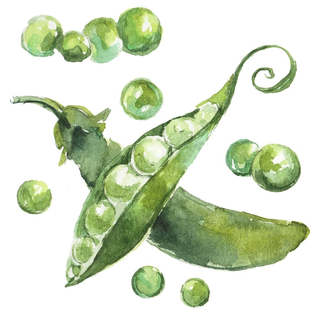 Aquarell bemalte Erbsen Hand gezeichnetes frisches Lebensmittel-Design-Element isoliert auf weißem Hintergrund