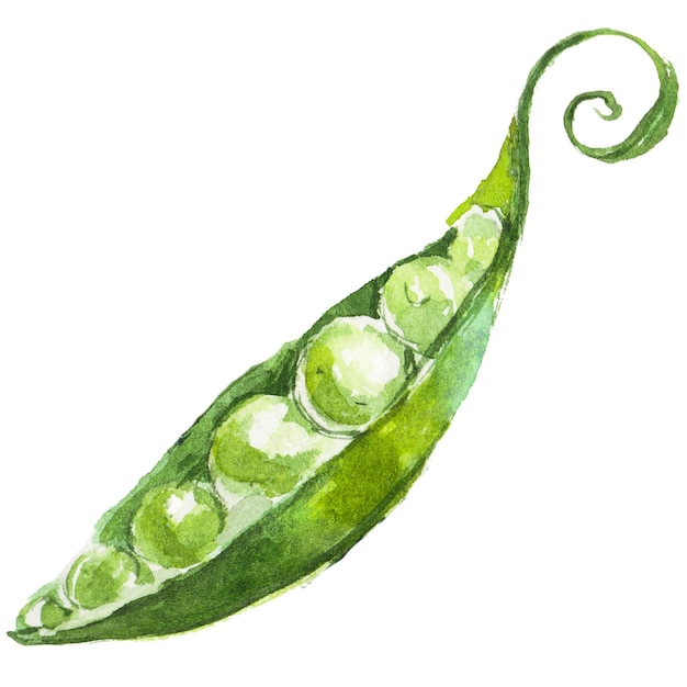 Aquarell bemalte Erbsen Hand gezeichnetes frisches Lebensmittel-Design-Element isoliert auf weißem Hintergrund