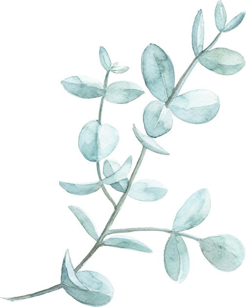 Aquarell-Bild von Eukalyptus-Zweigen